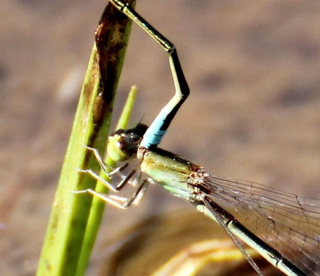 Non so se � frequente ... Ischnura pumilio femmina ...